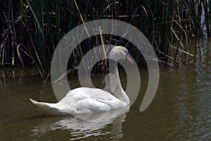 White swan with a red beak in the center of the frame