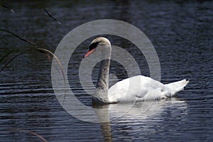 White swan with a red beak on the dark water