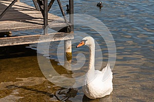 A white swan with a red beak at a pier on a forest lake.