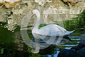 White swan is reflected in black mirror of pound against background of large beige stones in park Aivazovsky
