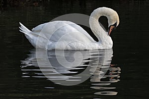 A white swan