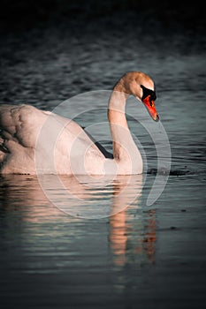 White swan and reflection