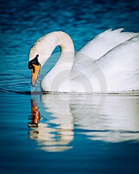 White swan and reflection