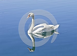 White swan reflection blue pond