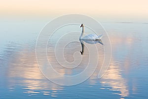 White swan and reflection