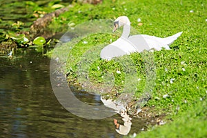 White swan reflection