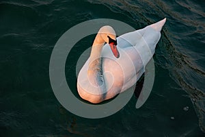 White swan with reflection on the water