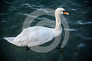 White swan with reflection on the water