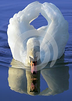 White swan