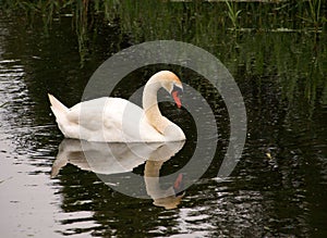 White swan with reflection in the water