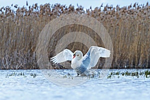 White swan revealing wings standing in the water