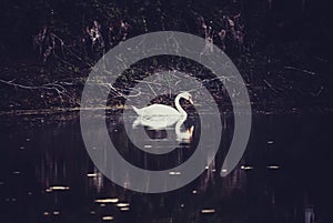 White swan in the river