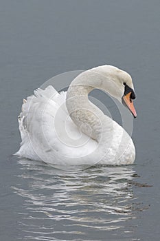 A white swan on the River Itchen