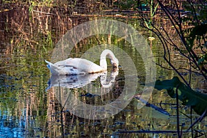 White swan on the river. Reflections on the surface of the water