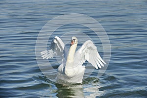 White Swan in the River Water