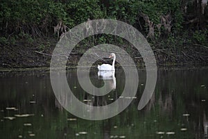 White swan in the river