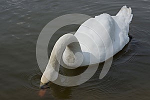 White Swan with it`s head under the water. White swan on the lake