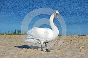 White swan on the sand