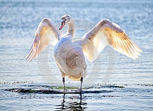 White swan in the sea