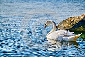 White swan in the sea 3