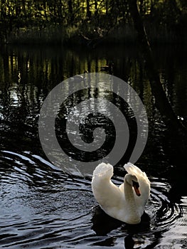 A white swan in the shape of a heart