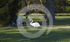 White swan, on shore of a lake, and warms himself that suns itself