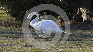 White swan, on shore of a lake, and warms himself that suns itself