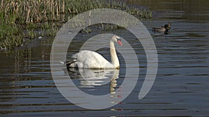 A white swan at the shoreline of the lake