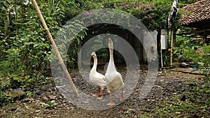 White swan on side yard
