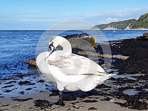 White swan sits on the blue  sea shore