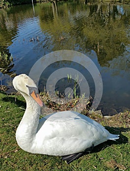 White Swan sitting with head erect