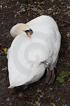 White swan sleeping in park in Brugge