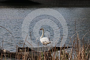 White Swan. Small river. Beautiful bird. River bank.