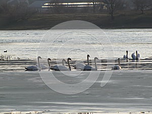 White Swan. Small river. Beautiful bird. River bank.