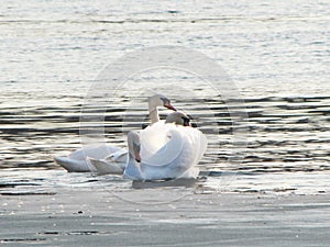 White Swan. Small river. Beautiful bird. River bank.