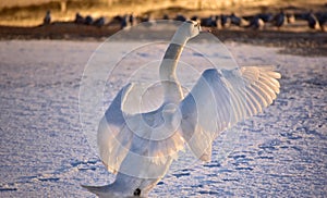 White swan on the snowy beach at the baltic sea in gdynia Poland