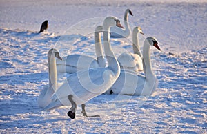 White swan on the snowy beach at the baltic sea in gdynia Poland