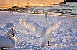 White swan on the snowy beach at the baltic sea in gdynia Poland