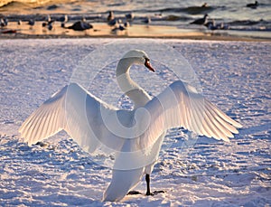 White swan on the snowy beach at the baltic sea in gdynia Poland