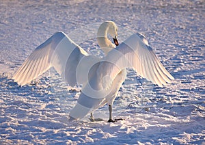 White swan on the snowy beach at the baltic sea in gdynia Poland