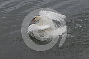 A white swan splashing