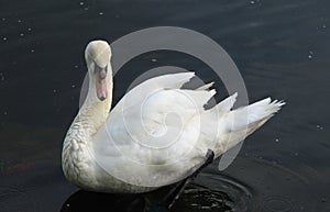 White swan