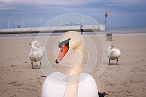 The white Swan stands on the shore and looking at the camera