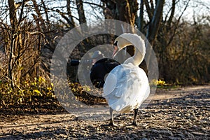 White swan stands on the shore of the lake