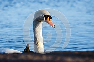 White swan stands on the shore of the lake