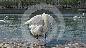 A white Swan on a stone river embankment in the city is cleaning its feathers