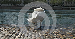 A white Swan on a stone river embankment in the city is cleaning its feathers