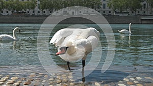 A white swan on a stone river embankment in the city is cleaning its feathers