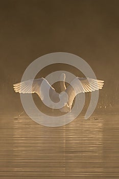A white swan stretching in the mist