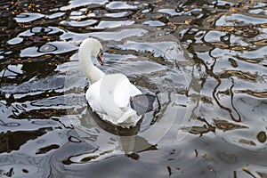 White swan stretching one webfoot through feather in Kugulu Park, Ankara